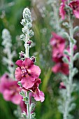 VERBASCUM CHERRY PINK