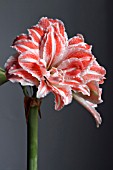 AMARYLLIS DANCING QUEEN