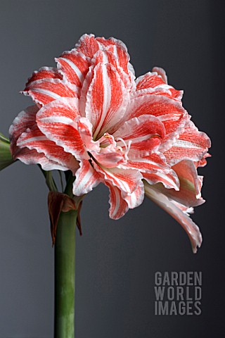 AMARYLLIS_DANCING_QUEEN