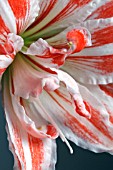 AMARYLLIS DANCING QUEEN