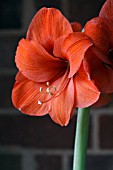 AMARYLLIS NARANJA