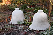 GLASS CLOCHES COVERED IN FROST