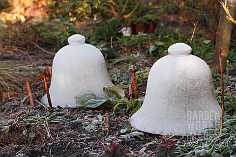 GLASS_CLOCHES_COVERED_IN_FROST