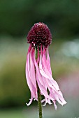 ECHINACEA PALLIDA