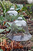 GLASS CLOCHES IN WINTER