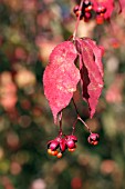 EUONYMUS EUROPAEUS RED CASCADE