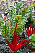 RUBY CHARD GROWING