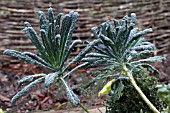 TUSCAN KALE CAVOLO NERO DI TOSCANA