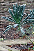 TUSCAN KALE CAVOLO NERO DI TOSCANA