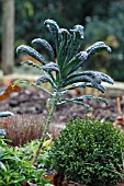 TUSCAN KALE CAVOLO NERO DI TOSCANA