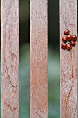LADYBIRDS ON WOODEN CHAIR