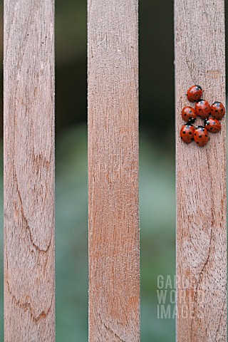 LADYBIRDS_ON_WOODEN_CHAIR