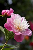 PAEONIA BOWL OF BEAUTY