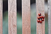 LADYBIRDS ON WOODEN CHAIR