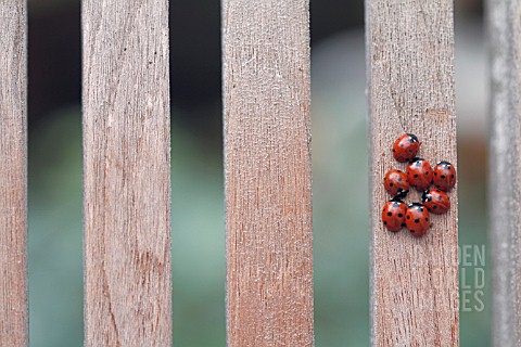 LADYBIRDS_ON_WOODEN_CHAIR