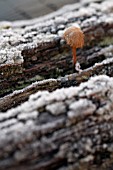 MUSHROOM GROWING ON FROSTY LOG