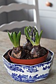 BOWL OF HYACINTHUS