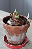 AMARYLLIS BULB IN POT