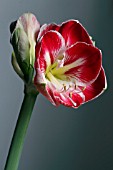 AMARYLLIS PRELUDE