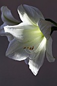 AMARYLLIS  GREEN GODDESS