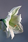 AMARYLLIS  GREEN GODDESS