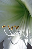 AMARYLLIS  GREEN GODDESS