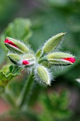 PELARGONIUM WELLING