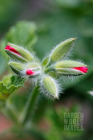 PELARGONIUM_WELLING