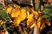 PARROTIA PERSICA TREE IN AUTUMN