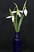 GALANTHUS NIVALIS