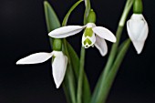 GALANTHUS NIVALIS