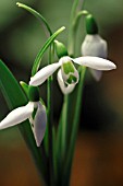 GALANTHUS NIVALIS