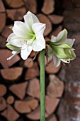 AMARYLLIS GREEN GODDESS