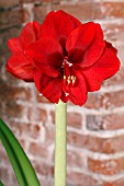 AMARYLLIS LIBERTY