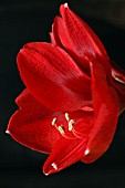 AMARYLLIS LIBERTY