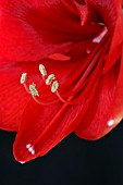 AMARYLLIS LIBERTY