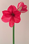 AMARYLLIS PINK SURPRISE