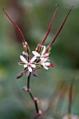 PELARGONIUM CARNOSUM