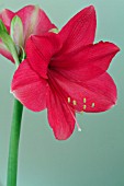 AMARYLLIS PINK SURPRISE