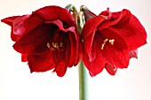 AMARYLLIS BENFICA