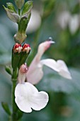 SALVIA X JAMENSIS LA LUNA