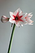 AMARYLLIS TEMPTATION