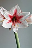 AMARYLLIS TEMPTATION