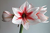 AMARYLLIS TEMPTATION