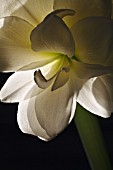 AMARYLLIS ALFRESCO