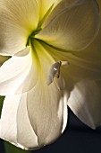 AMARYLLIS ALFRESCO