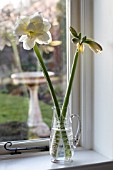 AMARYLLIS ALFRESCO