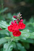 SALVIA X JAMENSIS LA FOUX