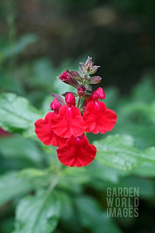 SALVIA_X_JAMENSIS_LA_FOUX