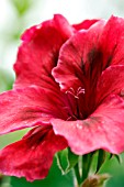 PELARGONIUM DARK SECRET